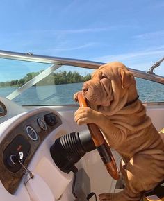 a dog sitting on the steering wheel of a boat with its paw in the air