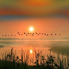 a flock of birds flying over a lake at sunset