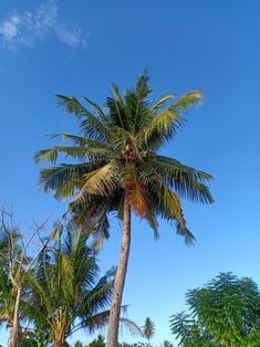 a palm tree is shown against the blue sky