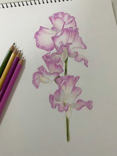 a drawing of pink flowers with colored pencils next to it