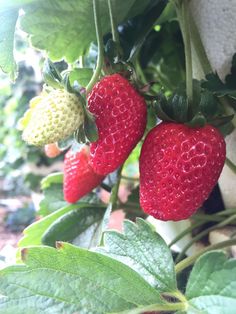 three strawberries growing on a plant with green leaves