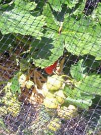 the green leaves are growing on the plant behind the wire mesh fence that surrounds it