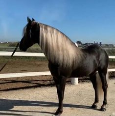 a black and white horse standing on top of a dirt field next to a fence