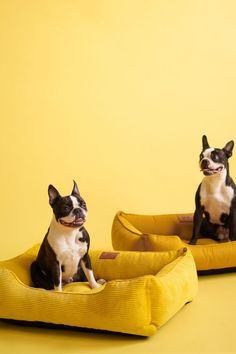 two boston terriers sitting on yellow dog beds