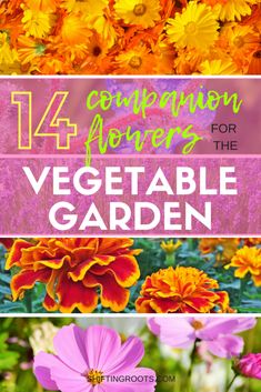 Goodbye Bugs! 14 Flowers to Companion Plant in Your Vegetable Garden Companion Gardening, Best Flowers, Garden Wallpaper, Garden Types, Home Vegetable Garden, Beautiful Flowers Garden, Olive Garden, Raised Bed