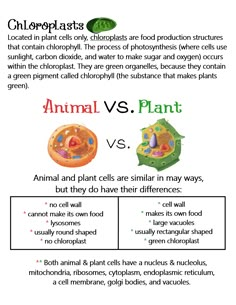 an animal and plant cell diagram with the words animals vs plant cells in different languages