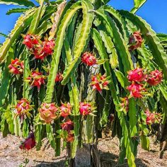 a large cactus plant with red flowers on it