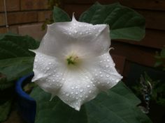 a white flower with water droplets on it's petals in a blue planter