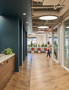 an office with wood floors and green plants on the wall, along with blue walls