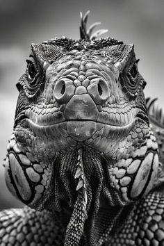 an iguana looking into the camera with its mouth open