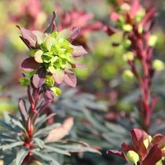 some red and green plants in the sun