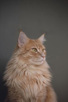 a fluffy orange cat sitting on top of a wooden table next to a black wall