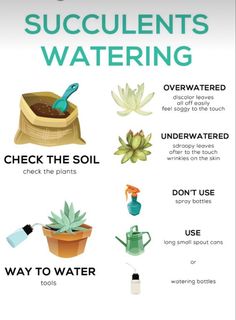 a poster with some plants and water on it's back side, including the words succulents watering