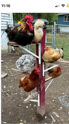 there are many chickens standing on the pole together in this yard, and one is looking at the camera