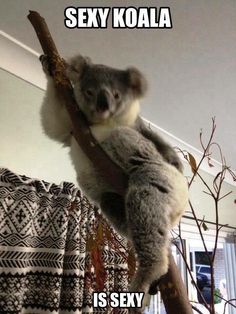 Koala Cute, Aussie Animals, Drop Bear, Animal Pfp