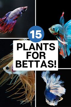 Echinodorus and Amazon Frogbit are must-haves for any betta fish enthusiast looking to enhance their aquarium. These plants for bettas offer both beauty and functionality, improving water conditions. Read our blog to learn how to incorporate these plants into your tank. Betta Plants, Planted Betta Tank, Indoor Water Garden, Betta Fish Care, Nano Aquarium, Betta Tank, Betta Fish Tank, Beta Fish, Floating Plants