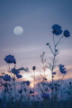 blue flowers in the foreground with a full moon in the sky behind them at dusk