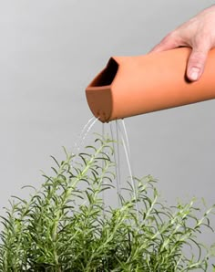 a hand is pouring water into a potted plant