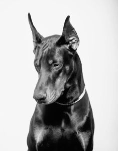 a black and white photo of a dog with its head turned to the side, sitting in front of a white background