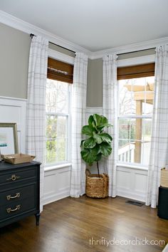 a living room with two windows and a potted plant in the middle of the room