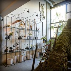 a room filled with lots of plants next to a wall full of shelves covered in moss