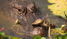 an alligator is laying in the water with its head under it's chin and eyes open