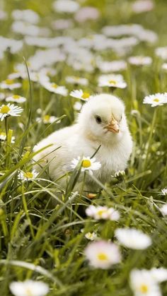 a small white chicken sitting in the middle of some daisies