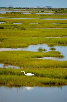 an egret is standing in the water near some green grass and plants,