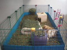 a caged in area with hay and other animals