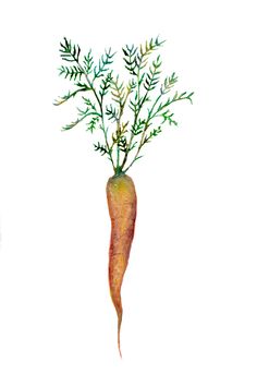 a watercolor drawing of a carrot with green leaves on it's top and bottom