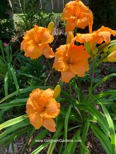 orange flowers are blooming in the garden