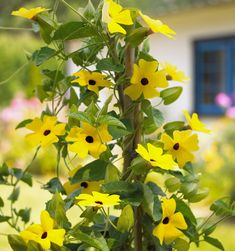 the yellow flowers are blooming in the garden