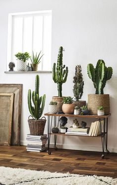 several potted plants are sitting on a shelf in front of a window and rug