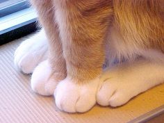 an orange and white cat sitting on top of a table next to a window sill