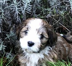 a small brown and white dog laying in the grass next to shrubbery with its eyes closed