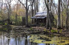 an old cabin sits in the middle of a swampy area next to a body of water