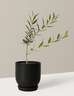 a small plant in a black pot on a table