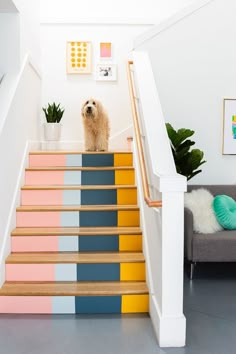 a dog is sitting on the stairs next to some potted plants and rugs