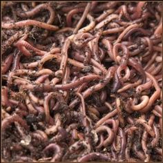 worms that are in the dirt with words worm composting fun for the whole family