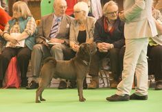 a brown dog standing on top of a green floor next to people sitting in chairs