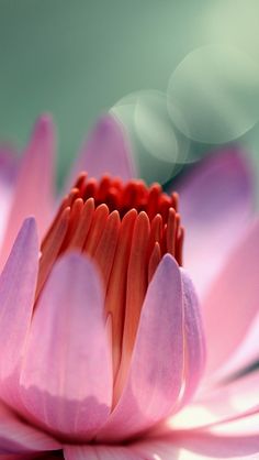 a pink flower that is blooming in the middle of it's petals, with blurry background