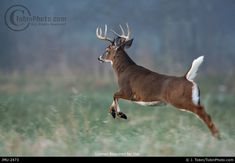 a deer leaping in the air with it's hind legs spread