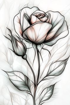 a drawing of a white rose with leaves