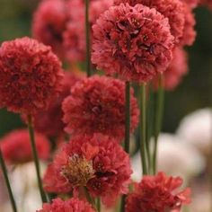 Armeria pseudarmeria 'Ballerina Red' Great for ; Patio Container ,Cottage ,Rock Garden ,Border Plant ,Container ,Easy To Grow ,Edging ,Mass PlantingBallerina Series also Salt TolerantCommon Name: Thrift, False Sea PinkIn Armeria comparison trials conducted at Walters Gardens, Inc., the Armeria Ballerina Series was a clear winner. This rose red seed selection turned in an excellent garden performance, blooming heaviest from mid through late spring and then sporadically reblooming through the summ Armeria Pseudarmeria, Save Videos, High Country Gardens, Future Garden, Rock Gardens, Low Maintenance Garden, Late Spring, Garden Decorations, Easy Garden