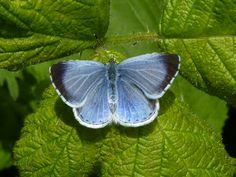 a blue butterfly sitting on top of a green leaf