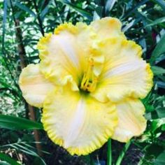 a large yellow flower with green leaves in the background