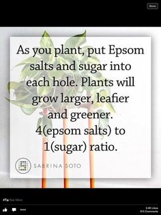 an image of a plant with the words as you plant, put epsom salts and sugar into each hole