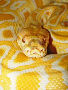 a yellow and white snake with its mouth open