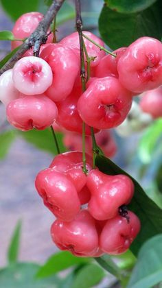 some red berries hanging from a tree with green leaves