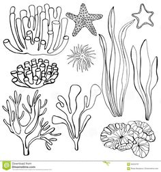 seaweed, starfish and corals on a white background stock photo - image